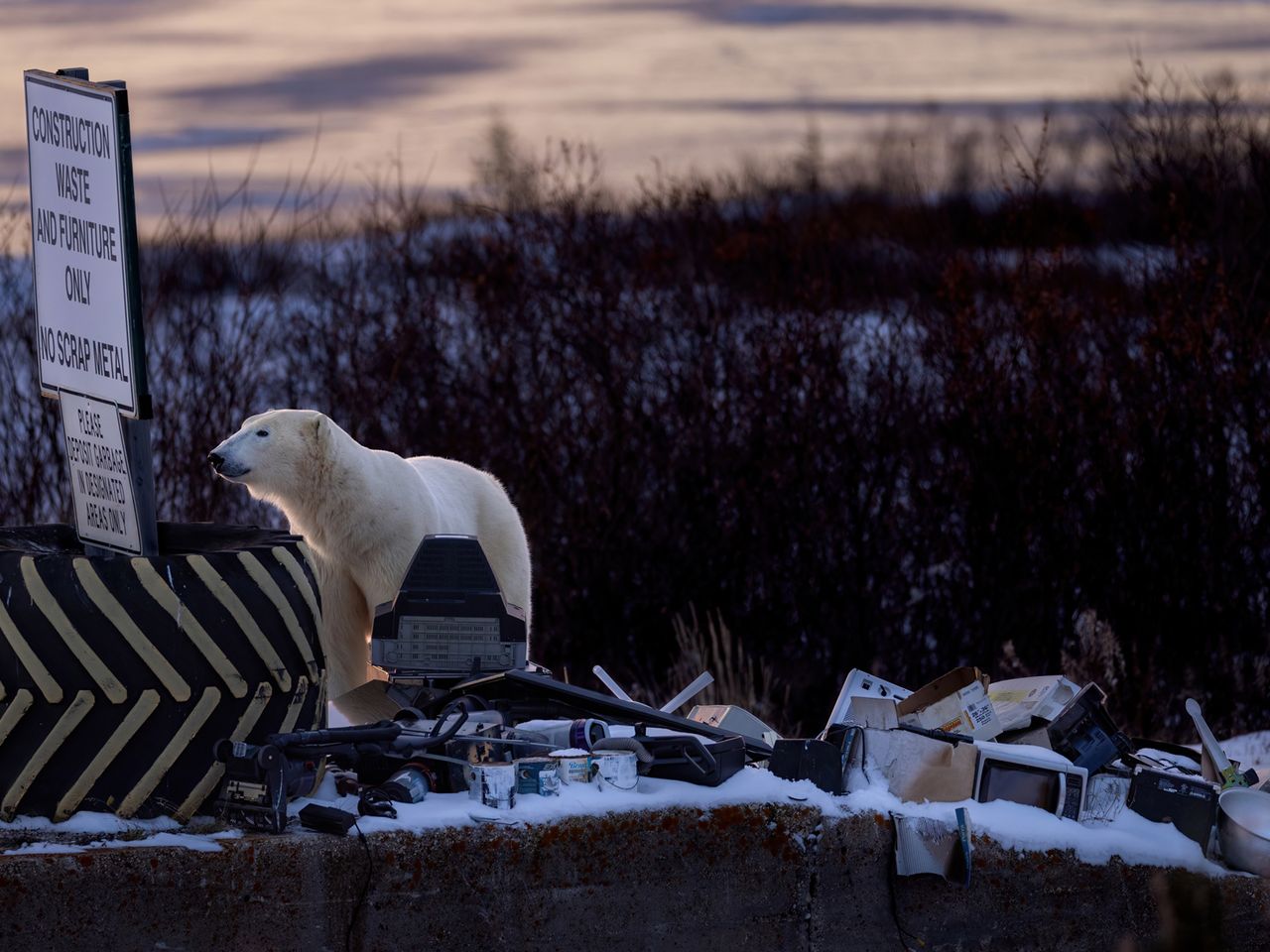 Eisb&auml;r, Churchill, Manitoba, Canada