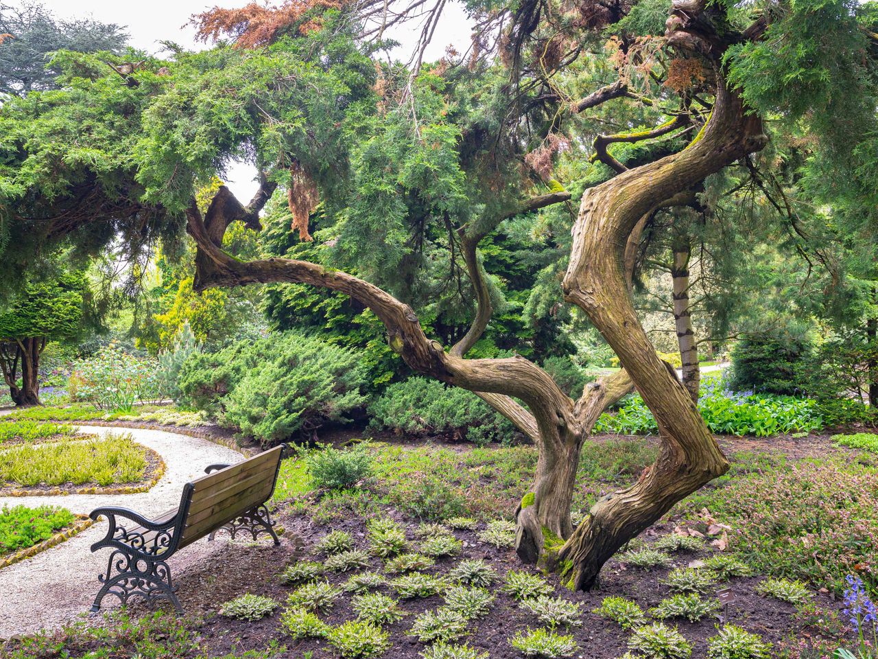 Bank und Zypresse im Arboretum trompenburg, Rotterdam