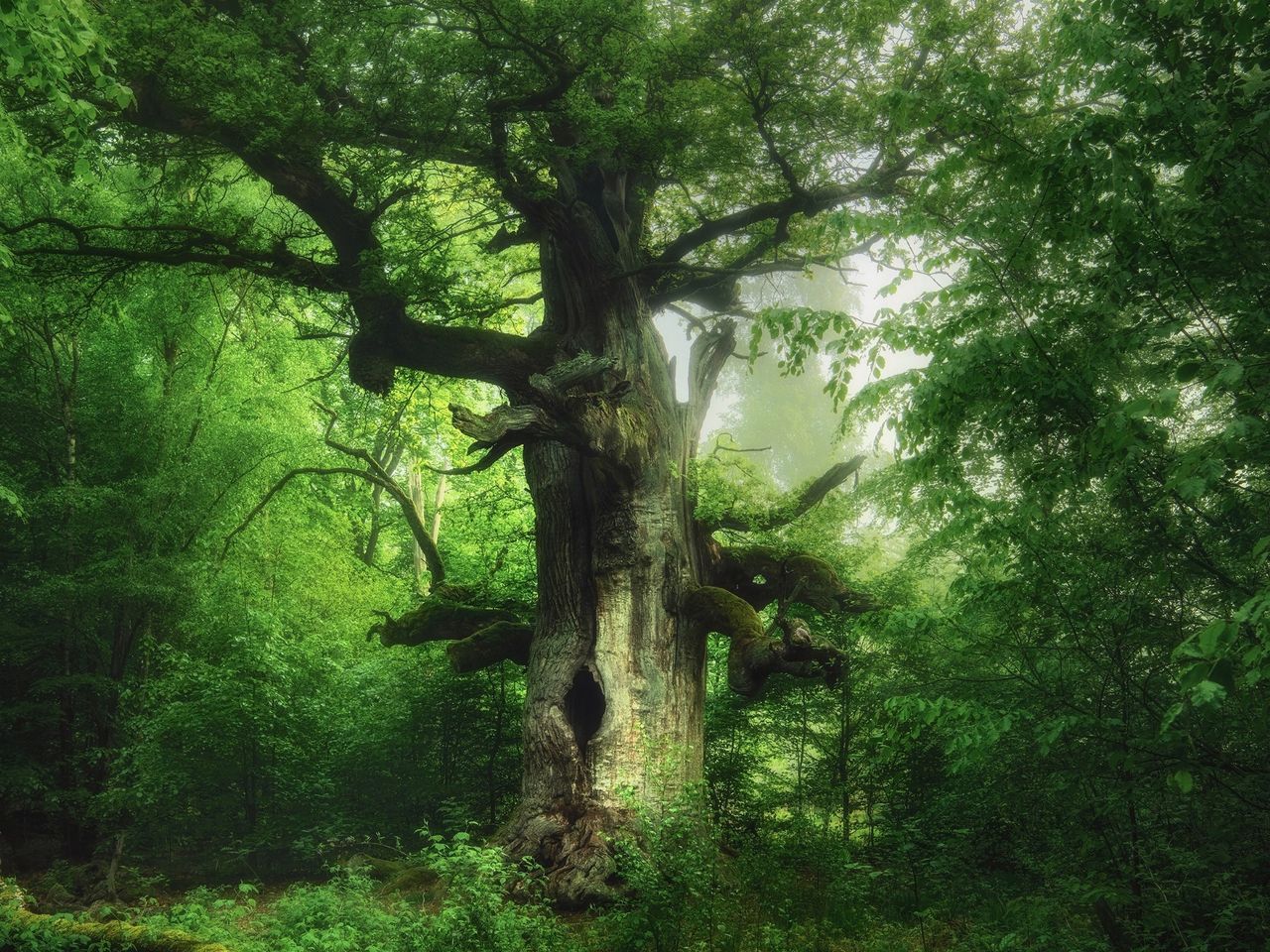 Nationalpark Bayerischer Wald von Kilian Schönberger