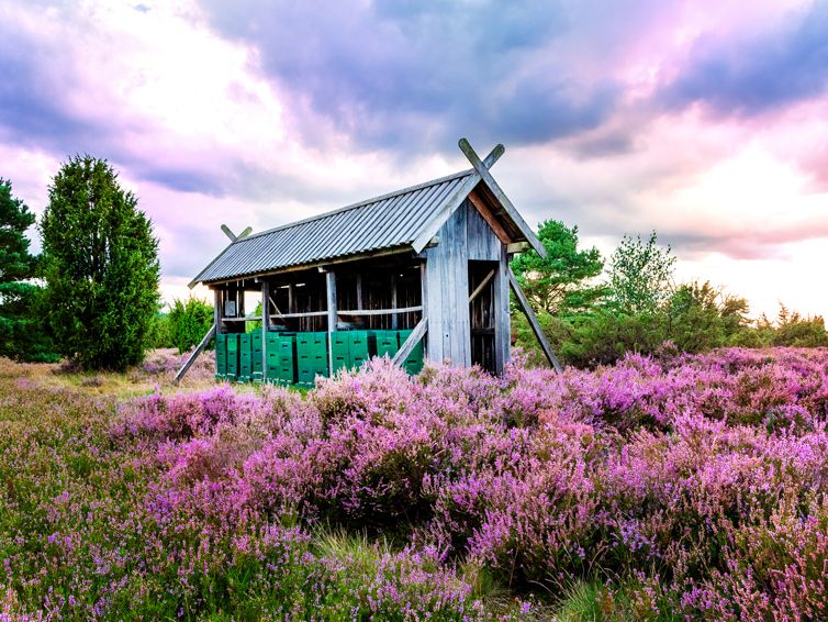 Wilsede, Lüneburger Heide