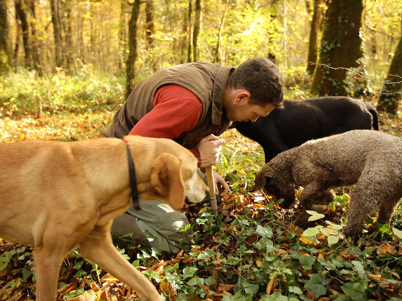 motovun-trueffelsuche-im-wald-mit-hunden