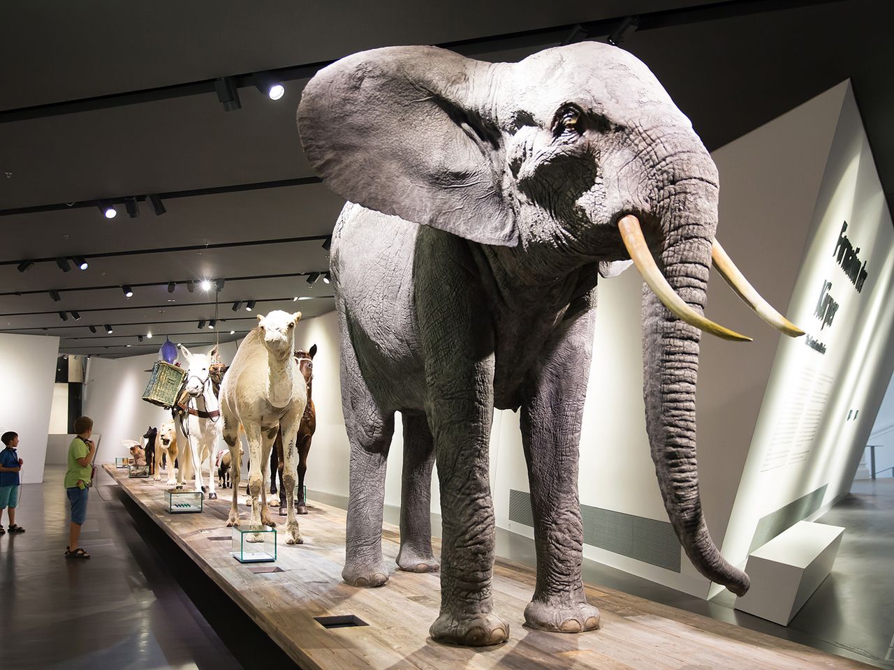 Militärhistorisches Museum Dresden