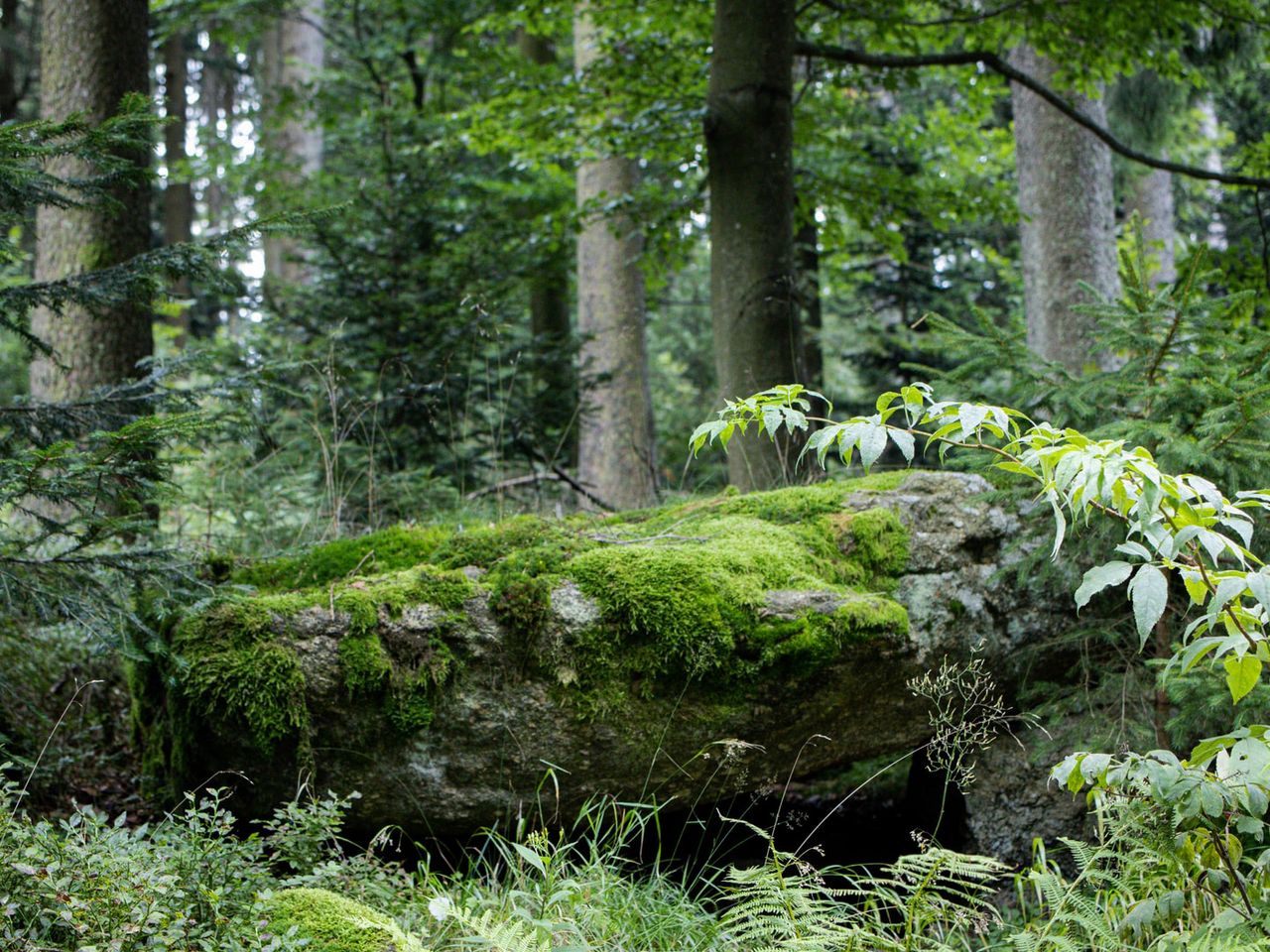 Die grünen Wälder der Mühlviertels in Oberösterreich