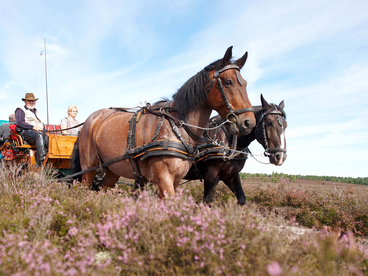 Lüneburger Heide, Kutsche