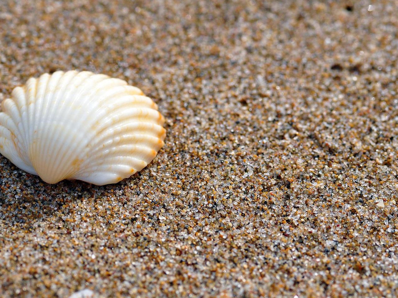 Wattenmeer Herzmuschel