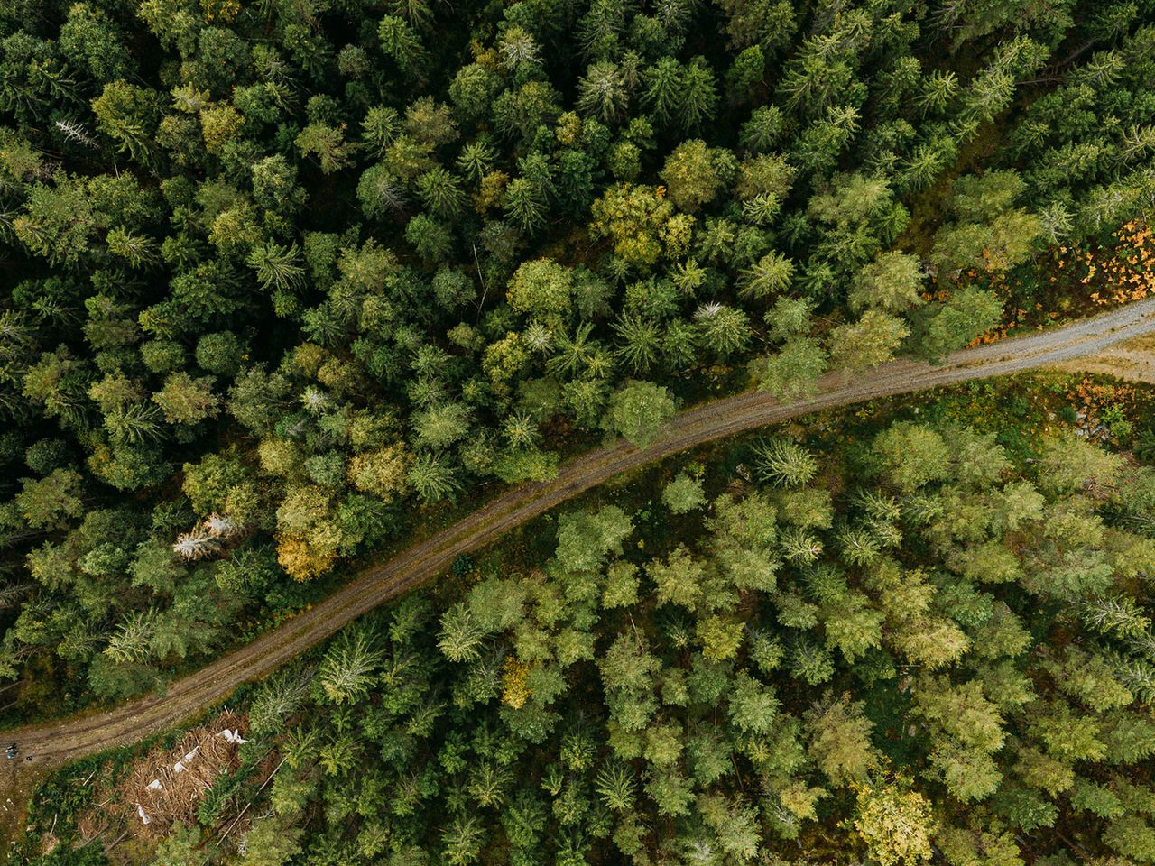 Drohnenaufnahme von einem Wald in Schweden