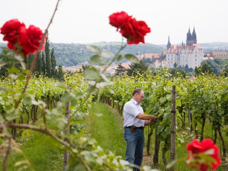 Weingut Schloss Proschwitz, Meißen