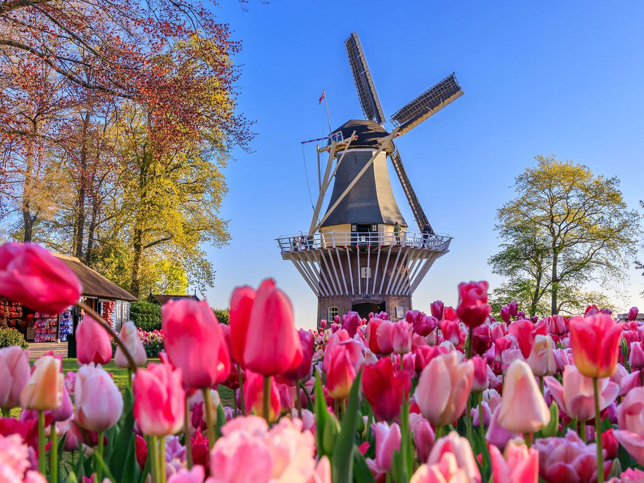 Pinkfarbenes Tulpenfeld mit Mühle im Hintergrund