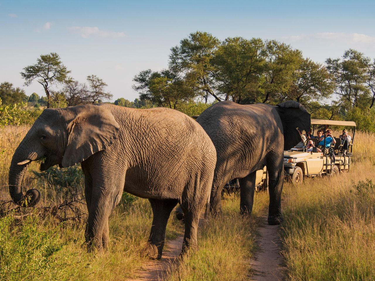 Safari in Südafrika