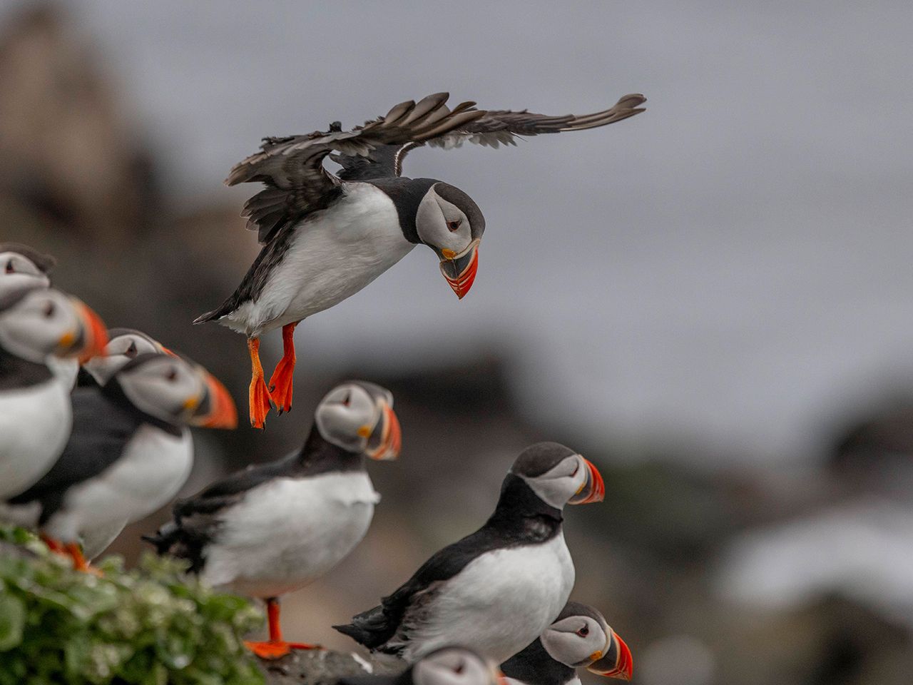 Papageientaucher in Island