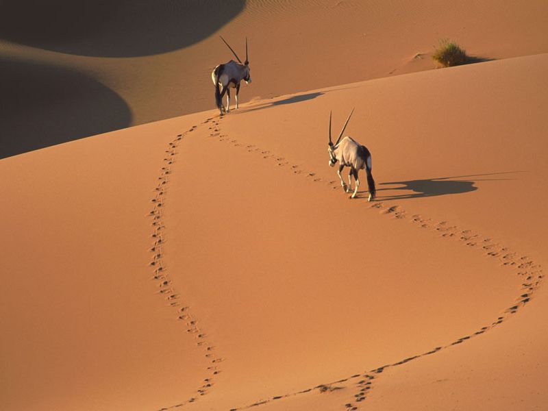 Oryxantilopen, Namib-Wüste in Namibia