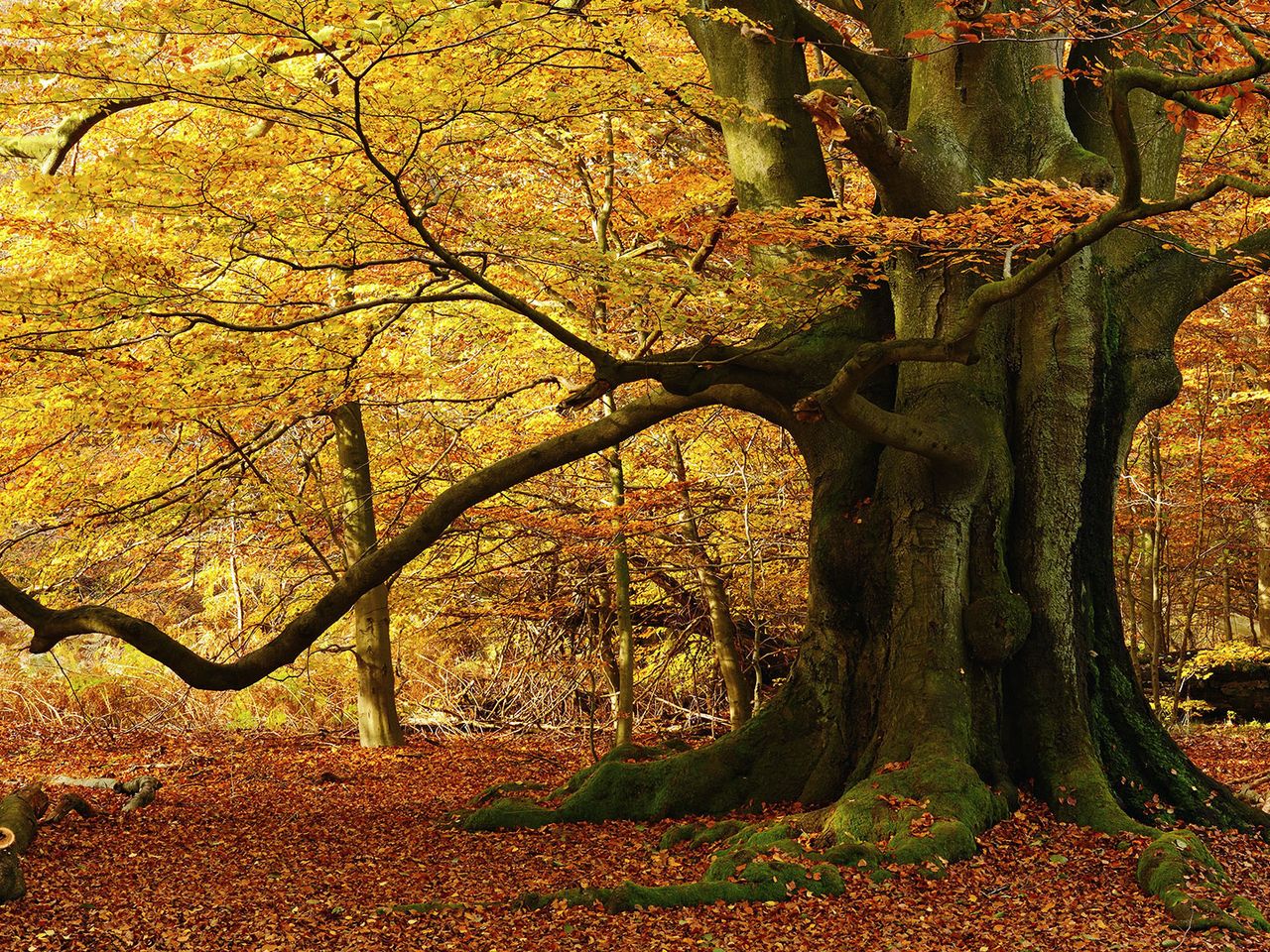 Urwald Sababurg, Hessen