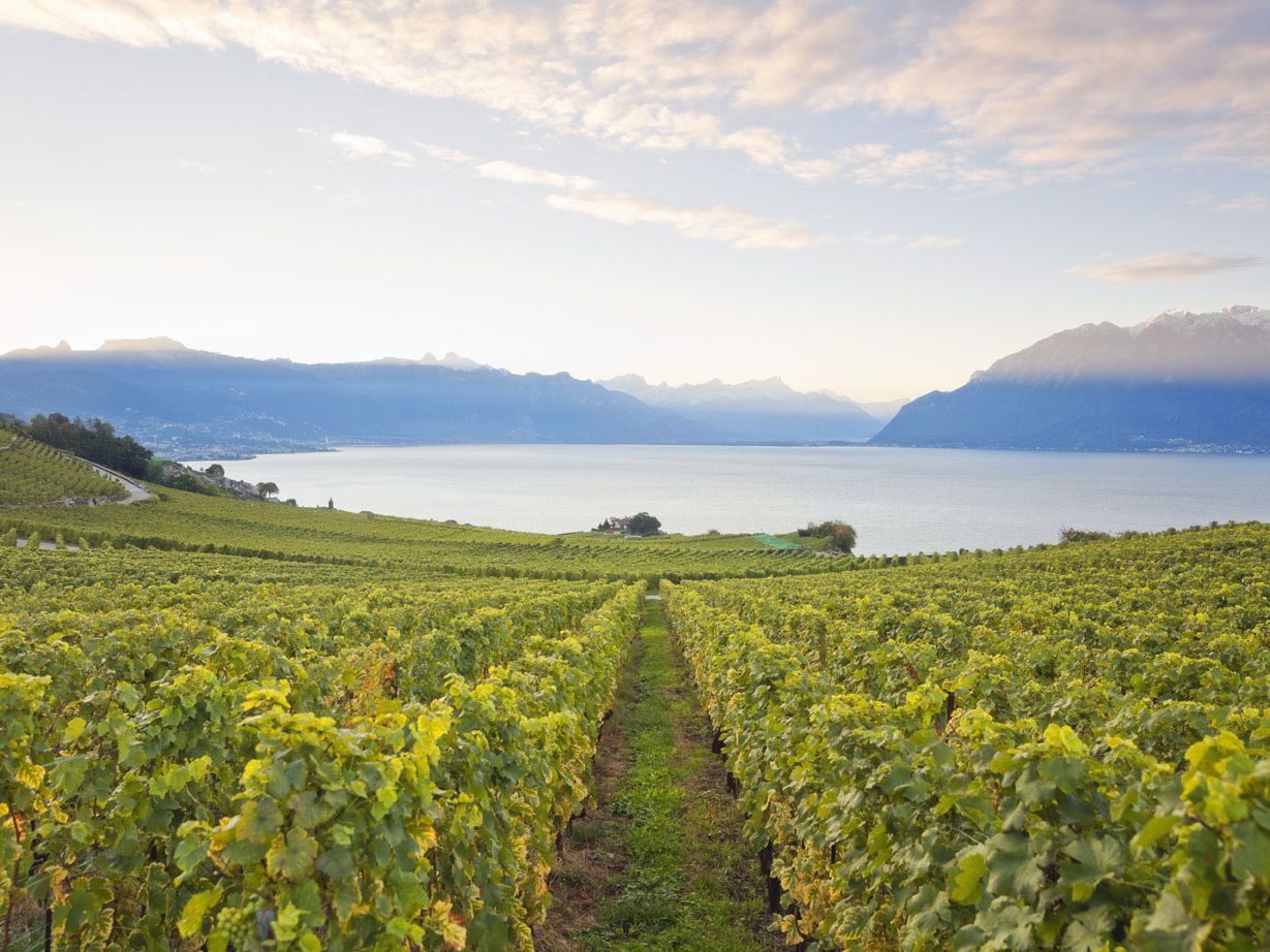 Weinberge im Weinbaugebiet Lavaux, Genfersee
