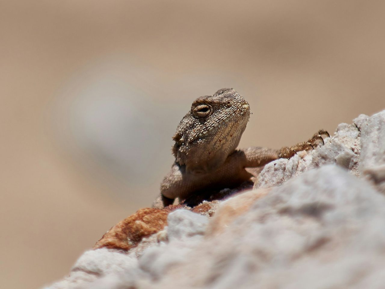 Wüsteneidechse