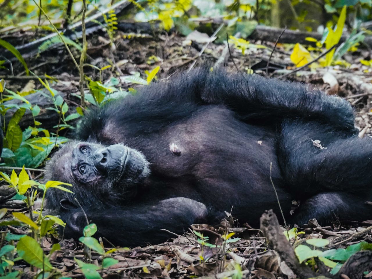 Schimpanse im Gombe Nationalpark, Tansania