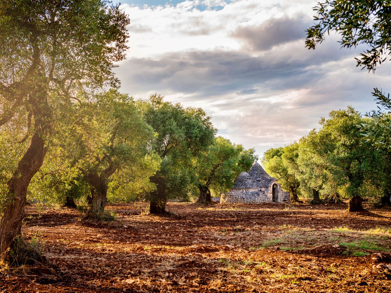 Olivenhain im Salento, im Hintergrund steht ein Trulli-Haus