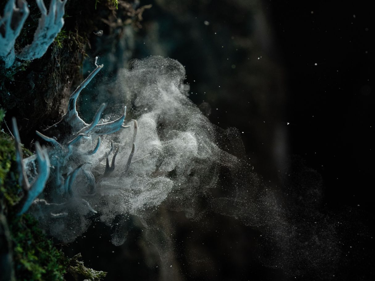 Piana di Segni, Pilze