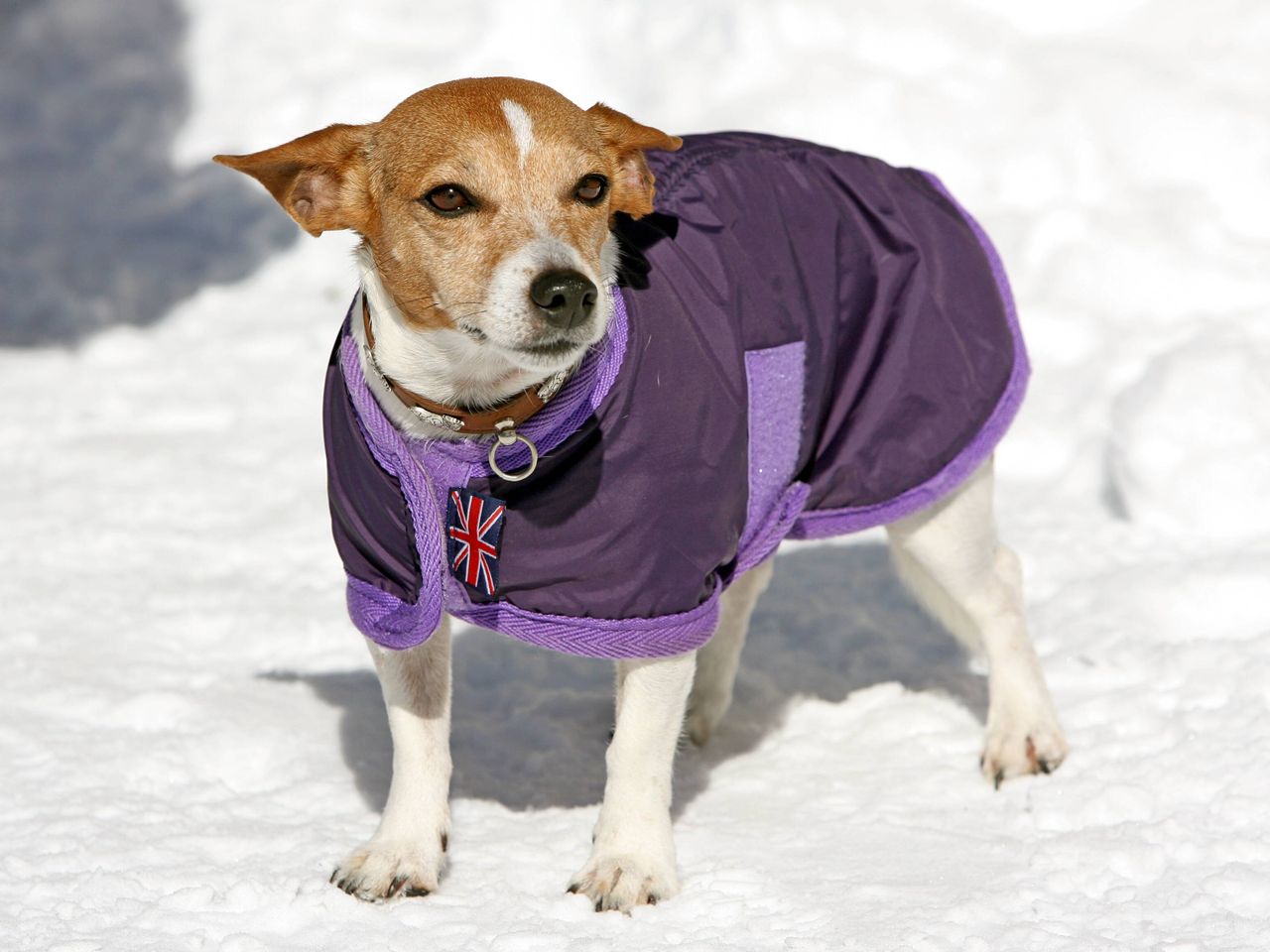 St. Moritz mit Hund, Schweiz