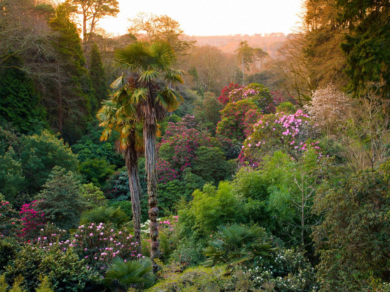 Fr&uuml;hling im Trebah Garden, Cornwall