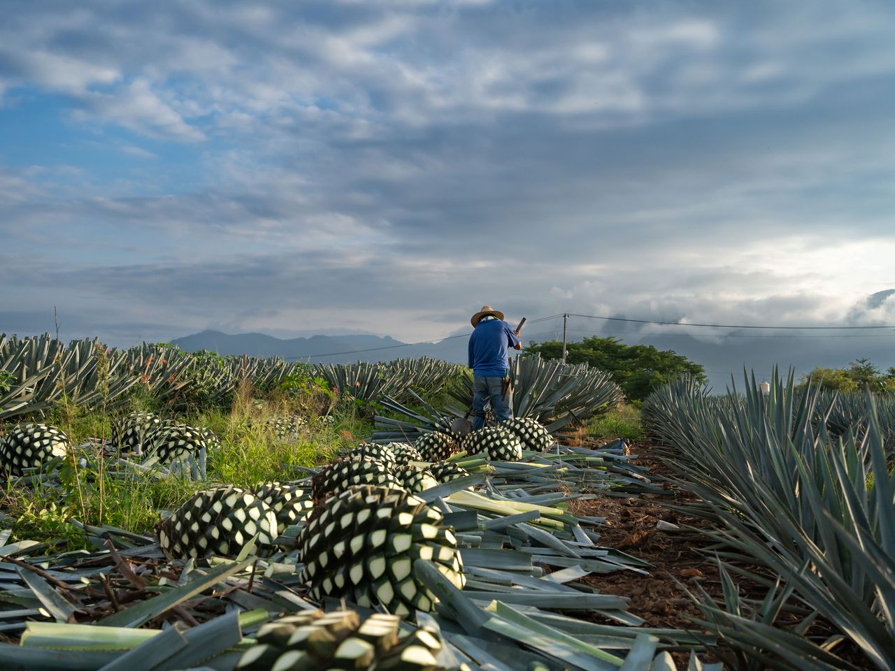 Agavenlandschaft von Jalisco, Mexiko