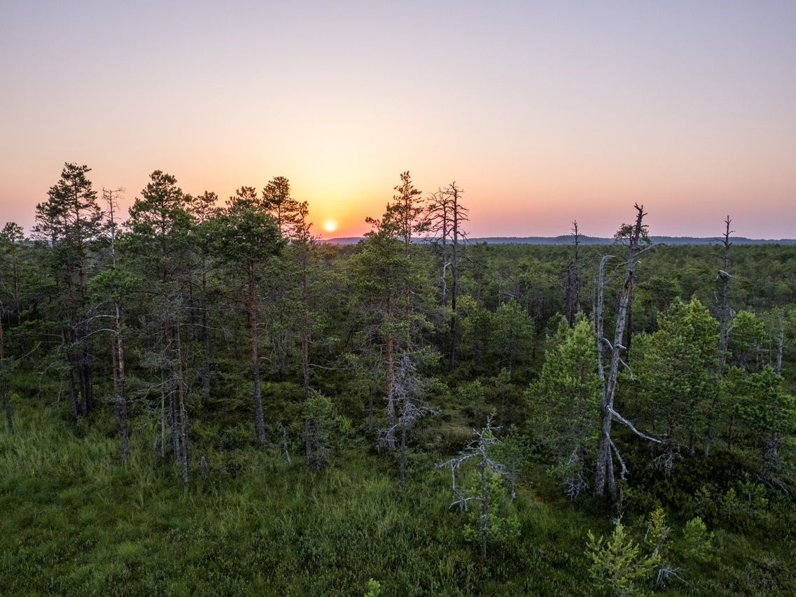 Luftaufnahme eines estnischen Moores bei Sonnenaufgang mit vereinzelten Nadelb&auml;umen und gr&uuml;nem Unterholz im warmen Morgenlicht.