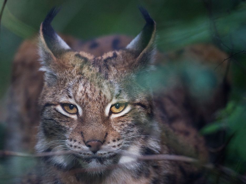 Luchs in Estland