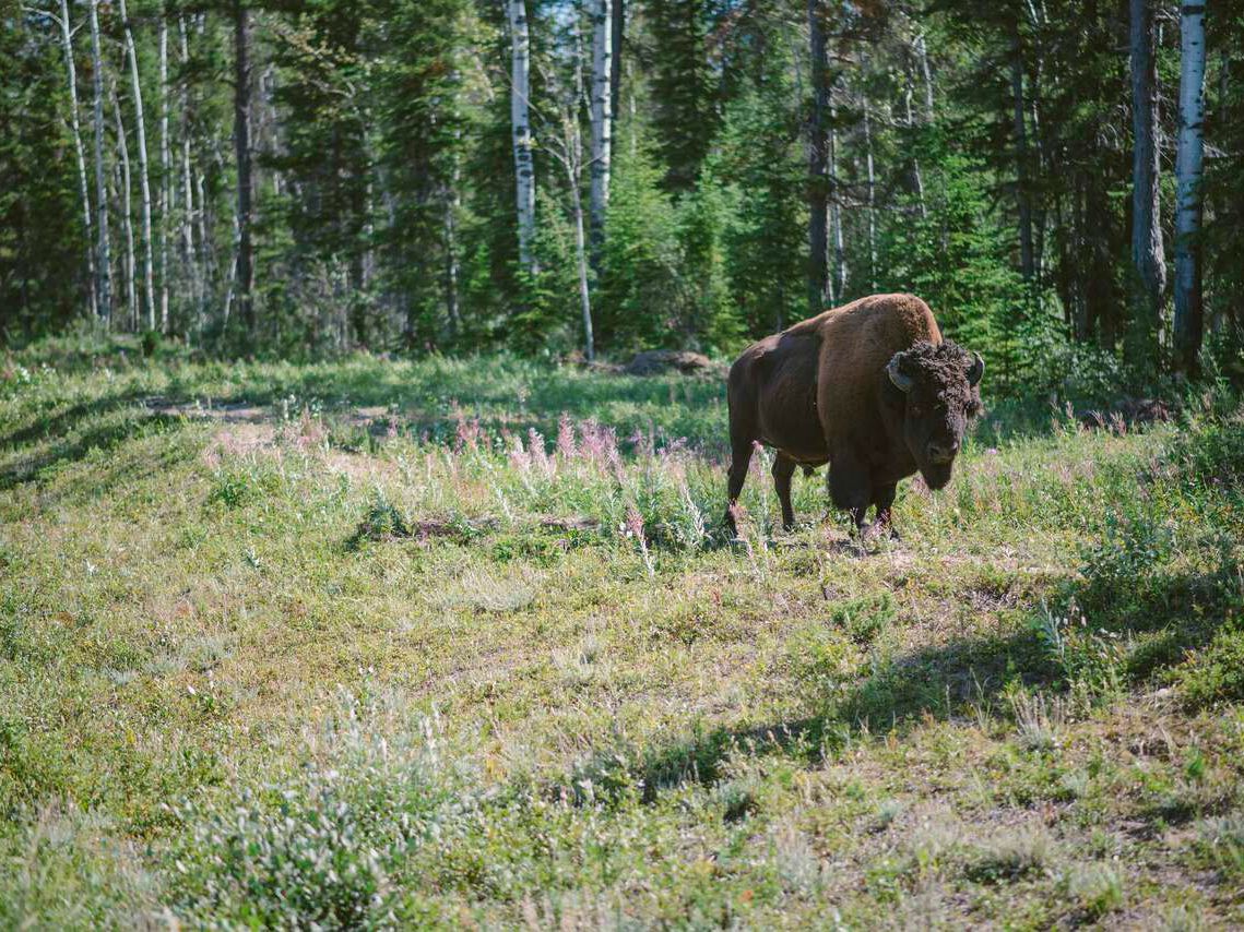 Bison im Wood-Buffalo-Nationalpark, Alberta