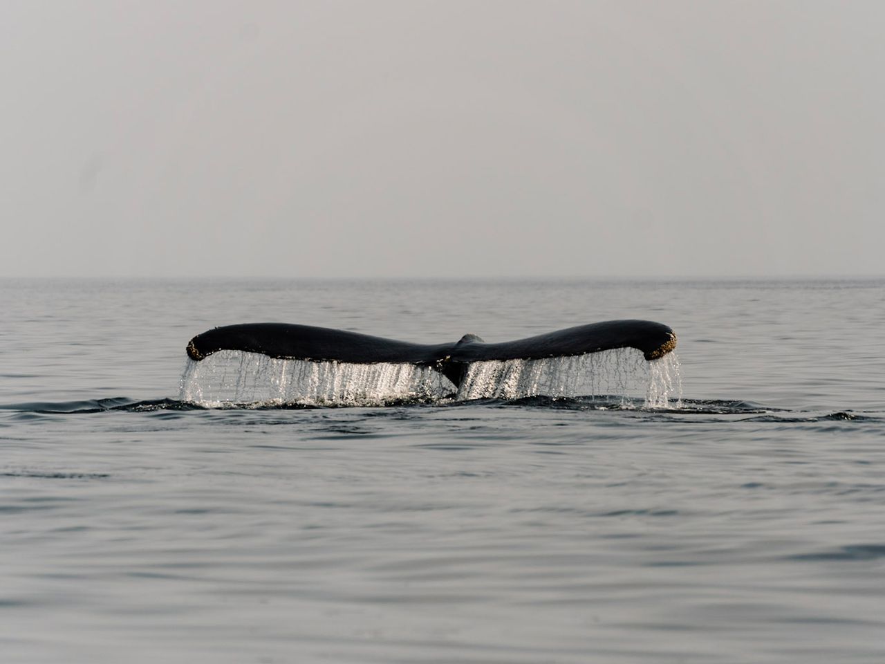 Whalewatching in Neufundland, Kanada