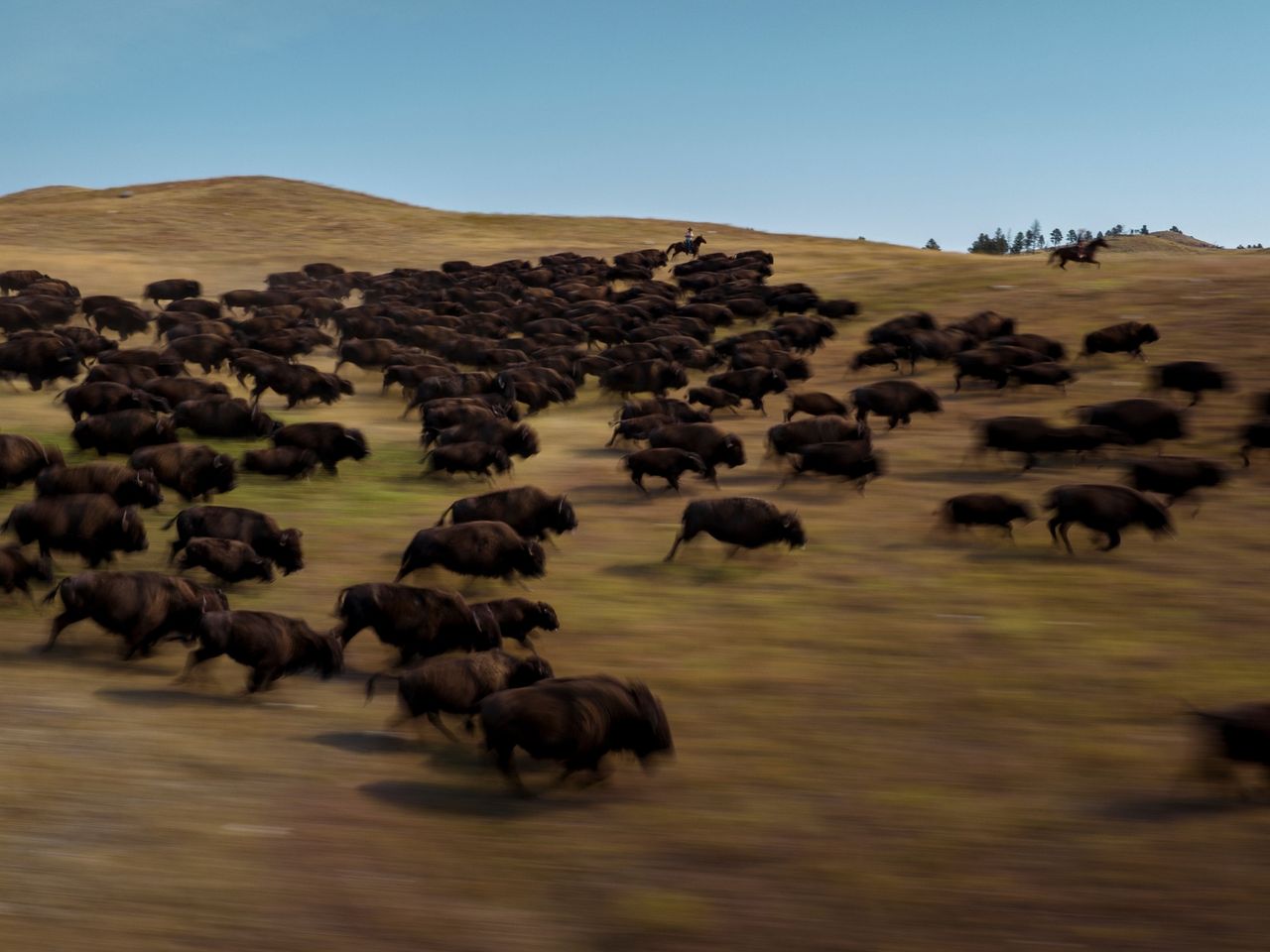 Bisons in Bewegung beim Pre-Roundup