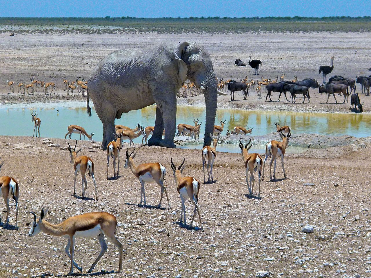 Der Etosha Nationalpark
