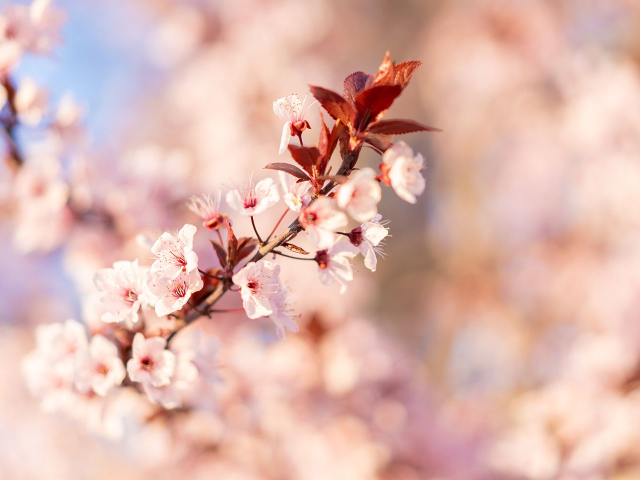 Mandelblüte Nahaufnahme 