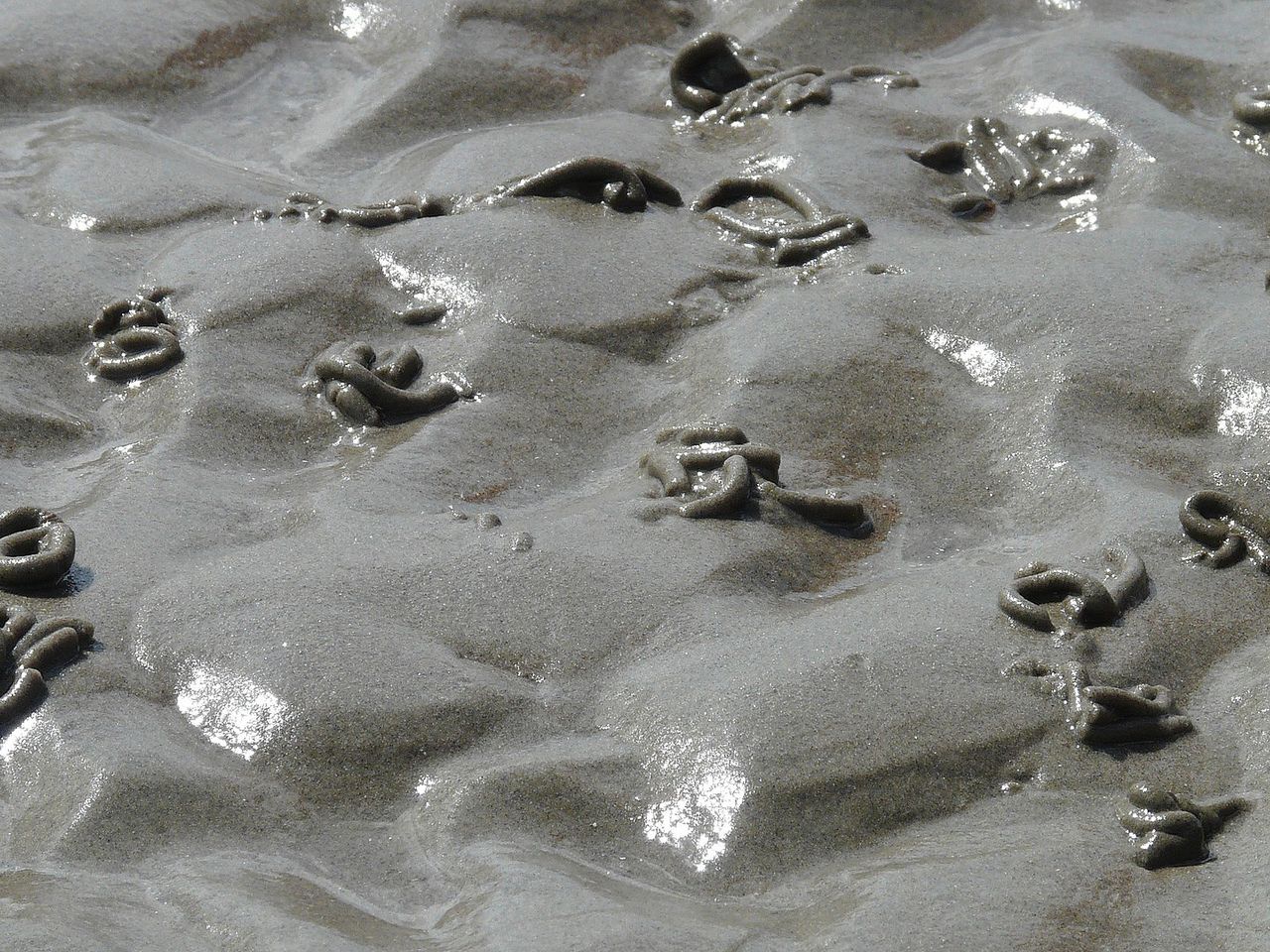 Wattenmeer Wattwurm Nordsee