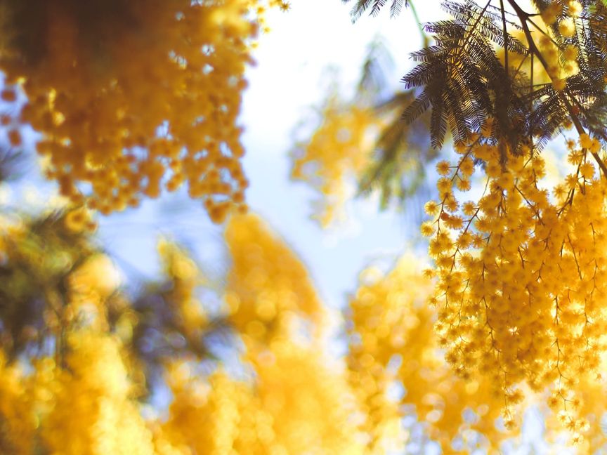 Mimosen in Südfrankreich, Nahaufnahme