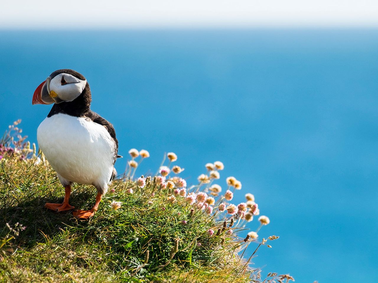Papageientaucher am Kap Látrabjarg, Island
