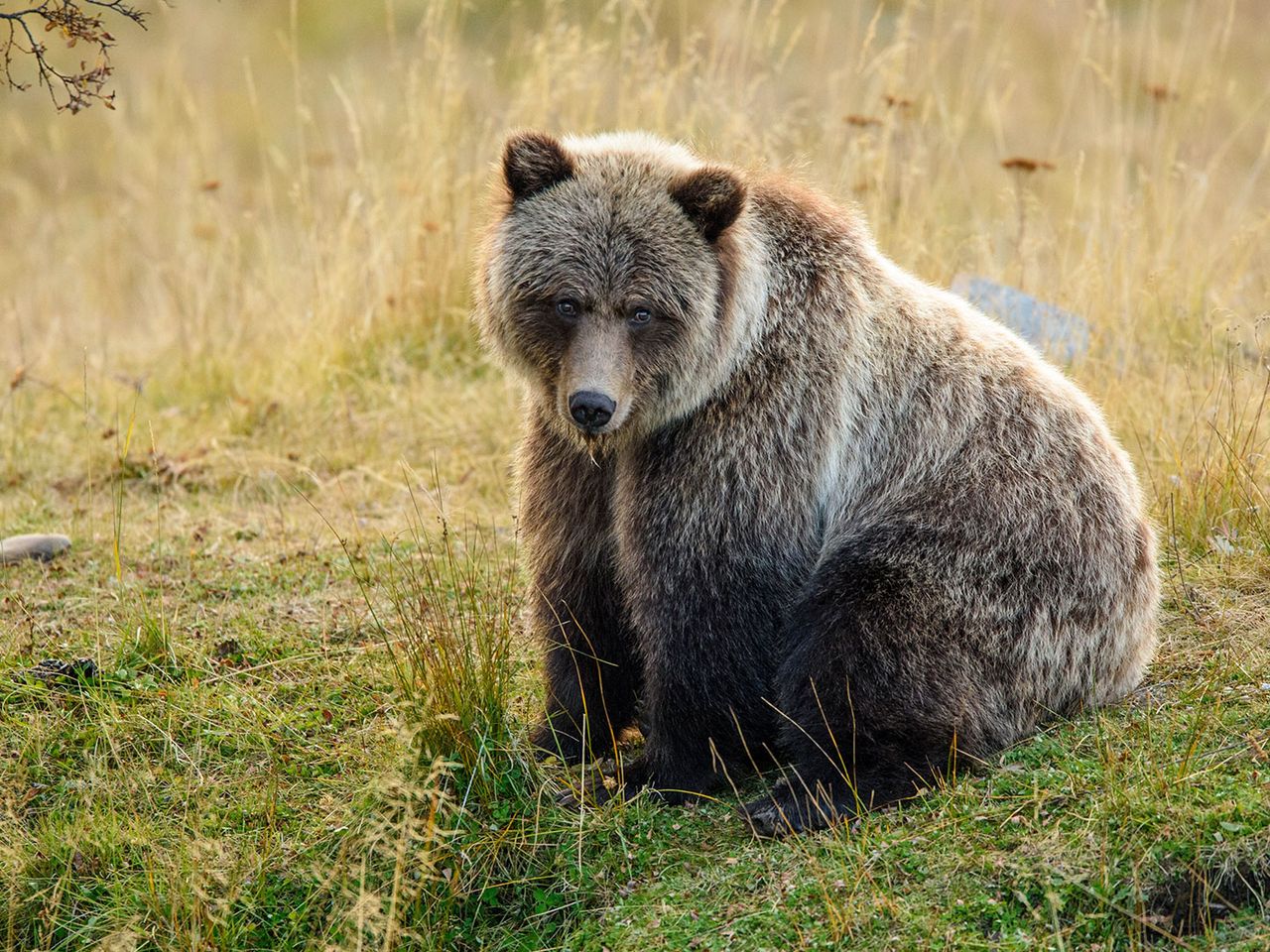 Grizzlybär in Kanada