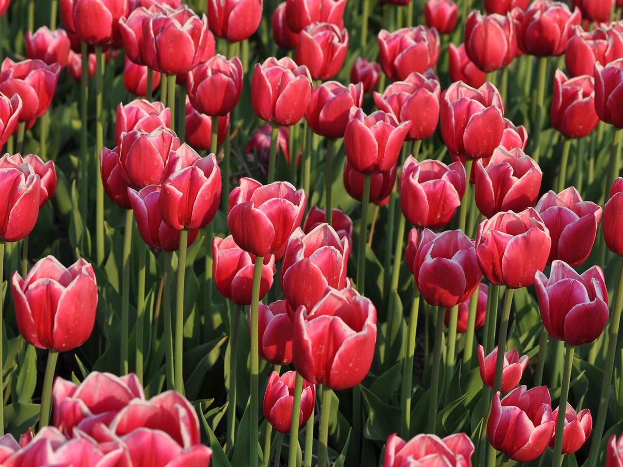 Tulpenblüte in Julianadorp, Moodfoto, Symbolbild