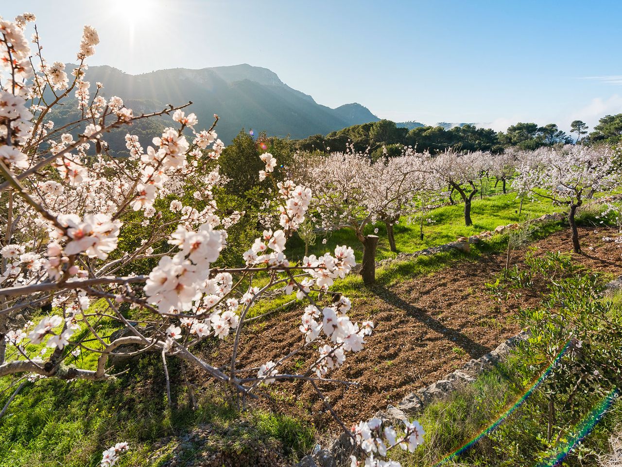Mandelblüte auf Mallorca
