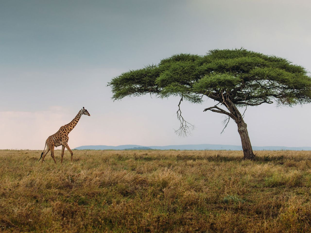 Giraffe im Serengeti-Nationalpark, Savanne in Tansania
