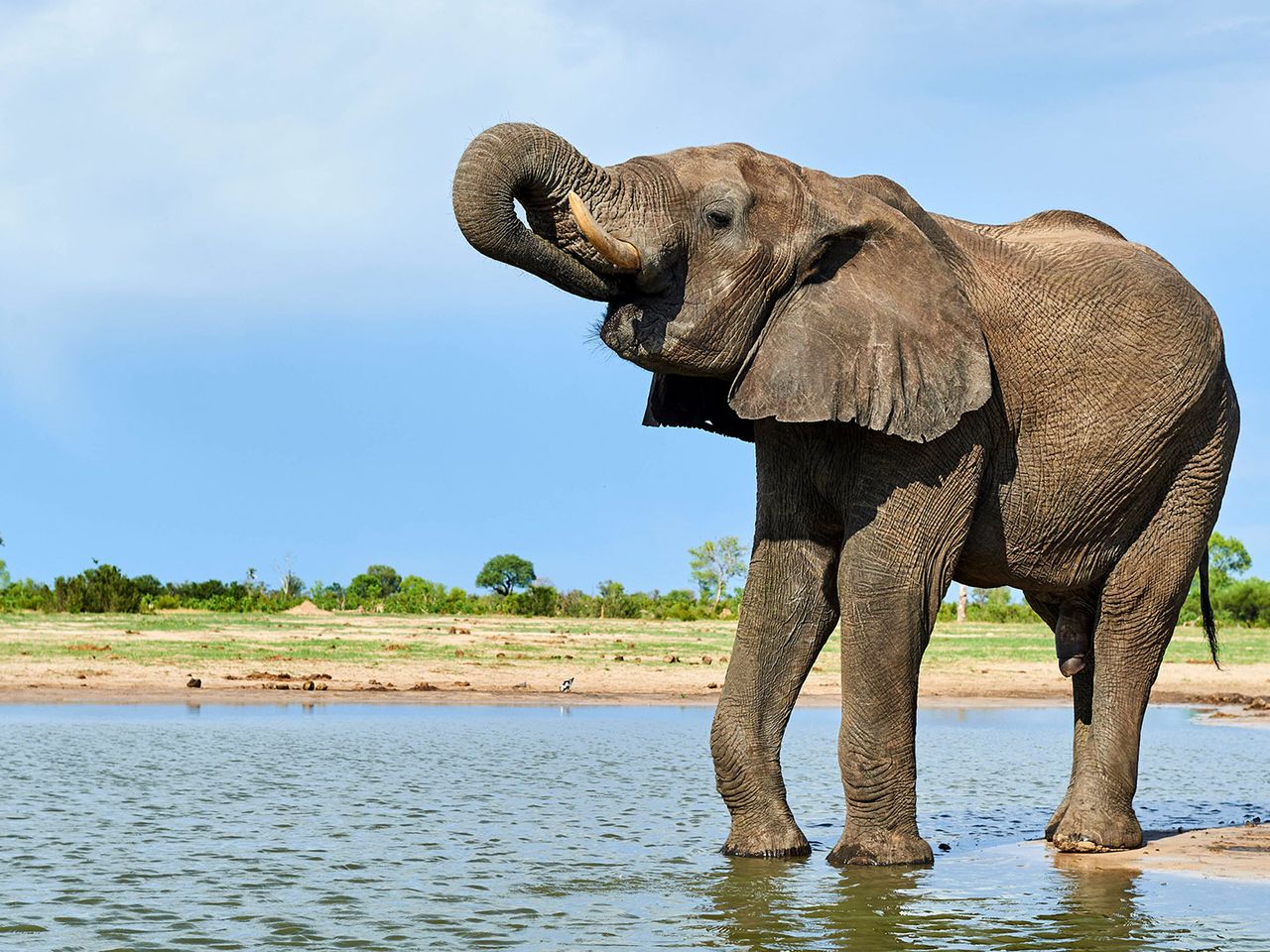 Elefant trinkt aus Wasserloch im Hwange-Nationalpark (Simbabwe)