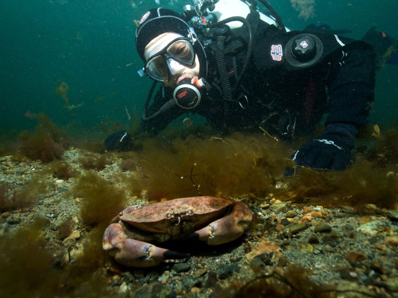 Naturfilmer Jan Haft und ein Taschenkrebs