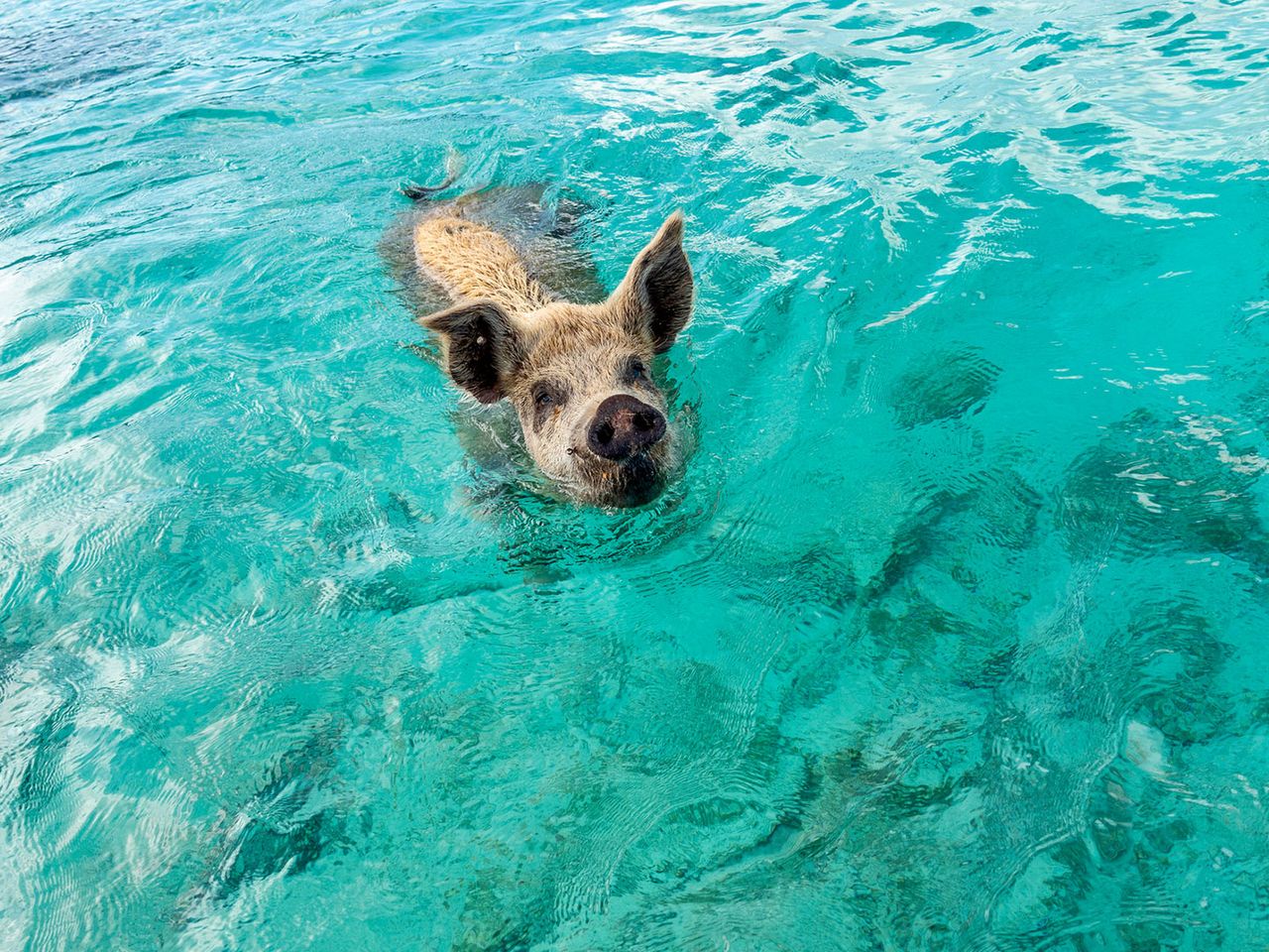 schwimmendes Schwein, Exuma