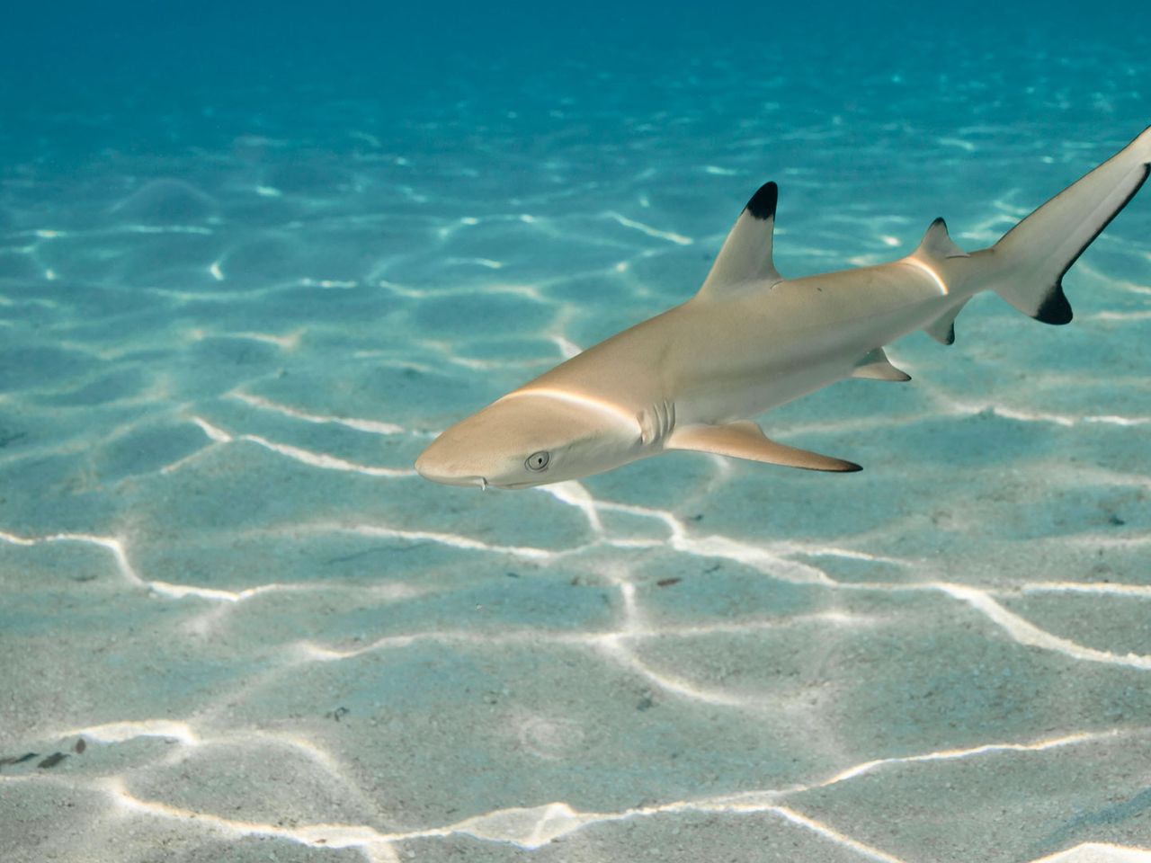 Schwarzspitzenriffhai unter Wasser