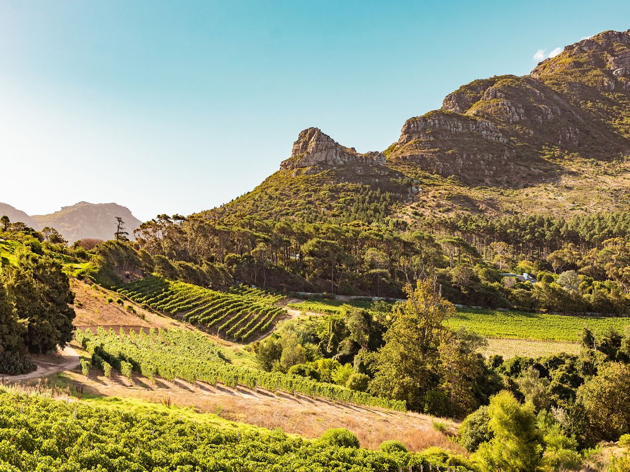 Weinberge bei Constantia in Kapstadt, Südafrika