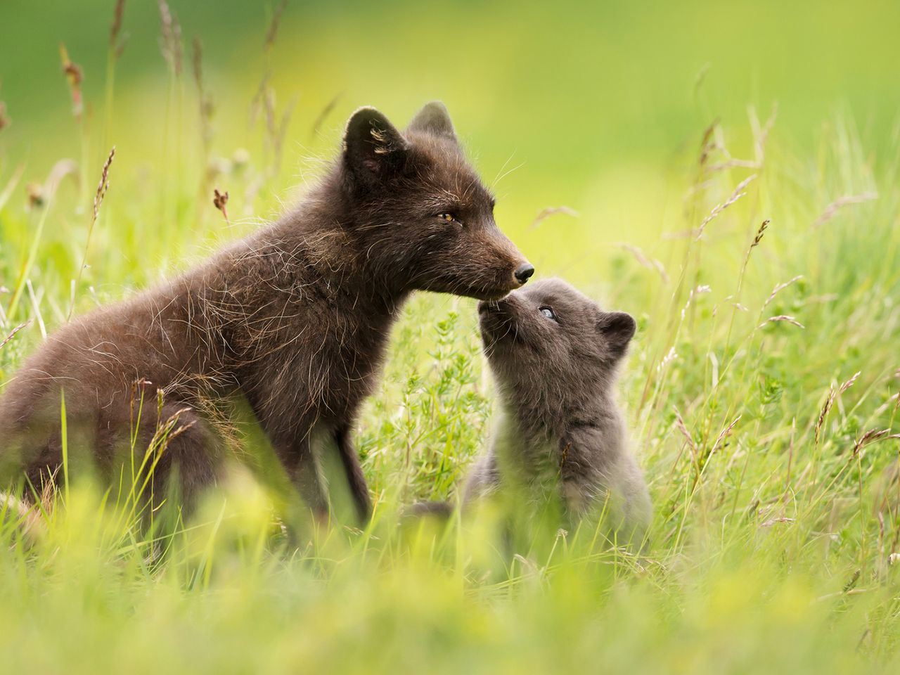 Polarfüchse auf Island