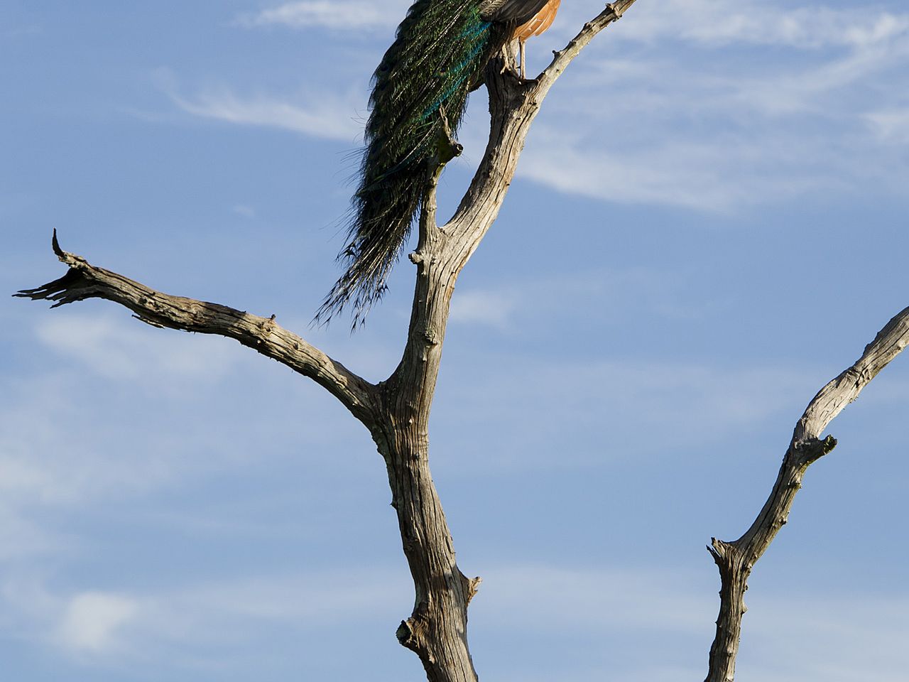 Sri Lanka, Pfau im Nationalpark 