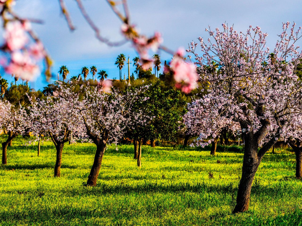 Blühende Mandelbäume auf Mallorca
