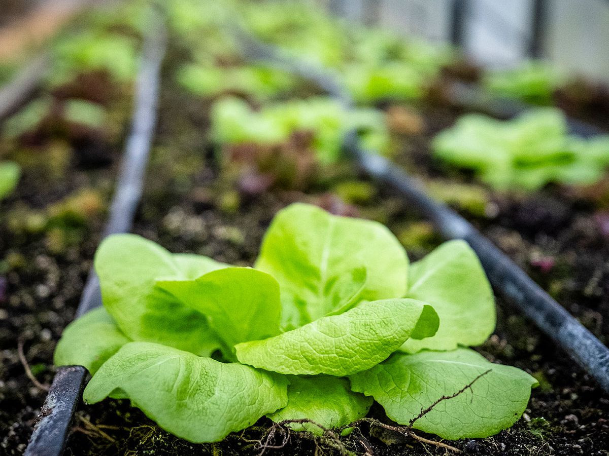 Salat im Hygge the Farm, Hamburg