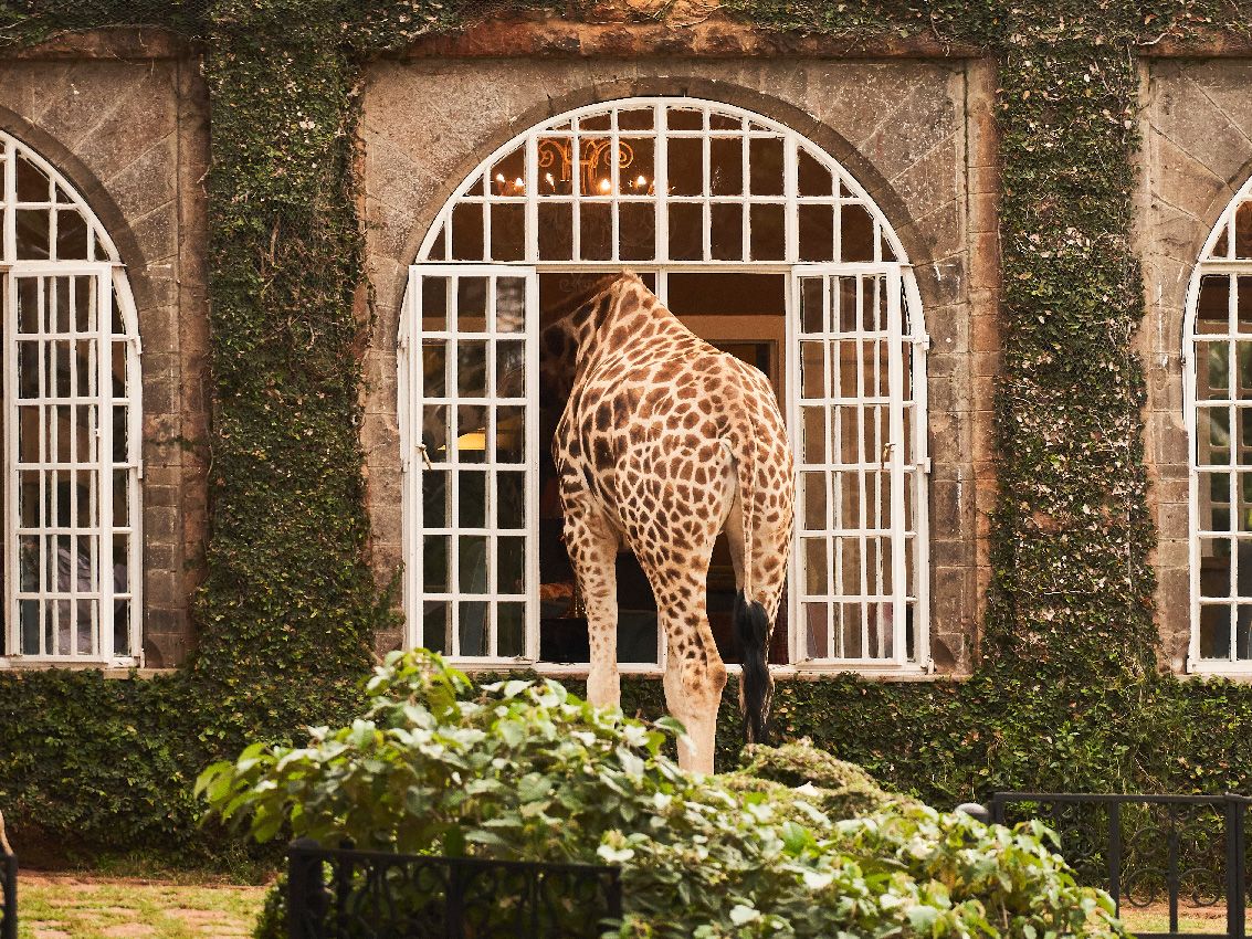 Giraffe Manor, Nairobi Kenia