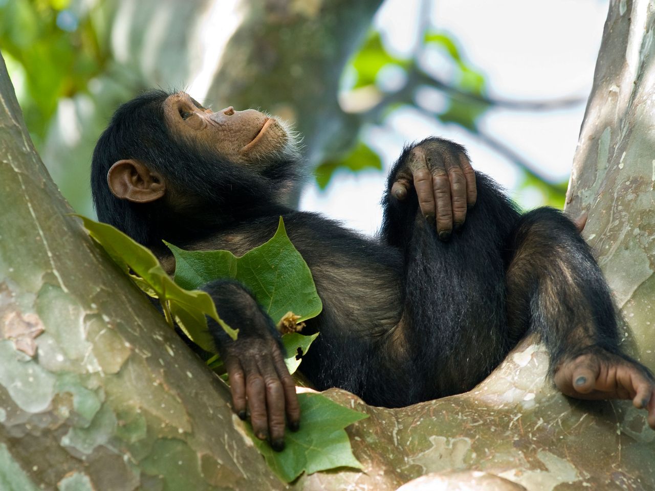junger Schimpanse im Gombe Nationalpark in Tansania