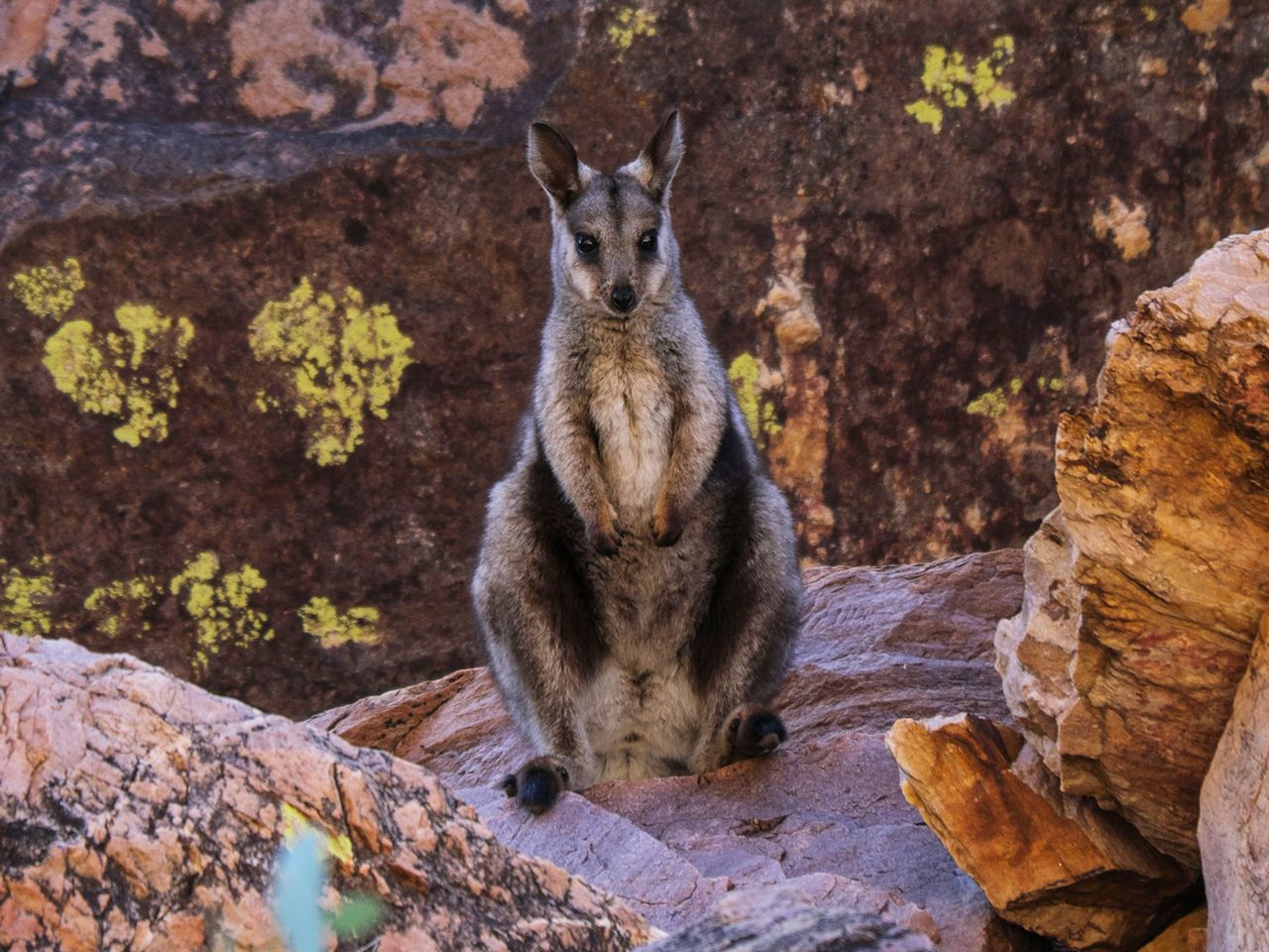 Wallaby im Northern Territory, Australien